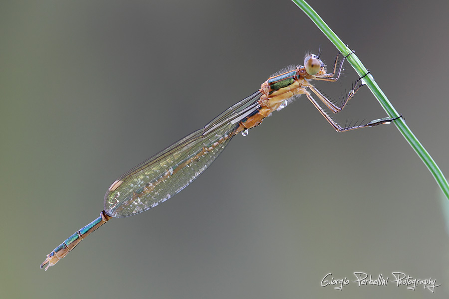 Lestes sponsa femmina?