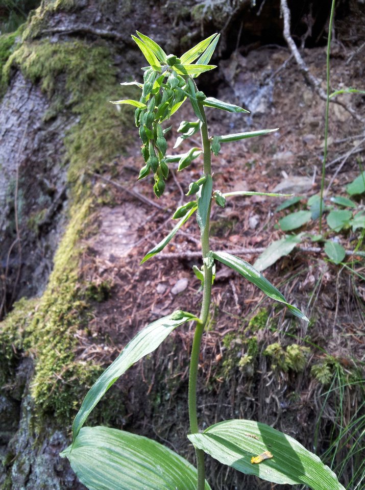 Epipactis... ma quale?