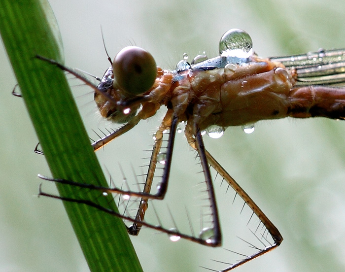 Lestes sponsa femmina?