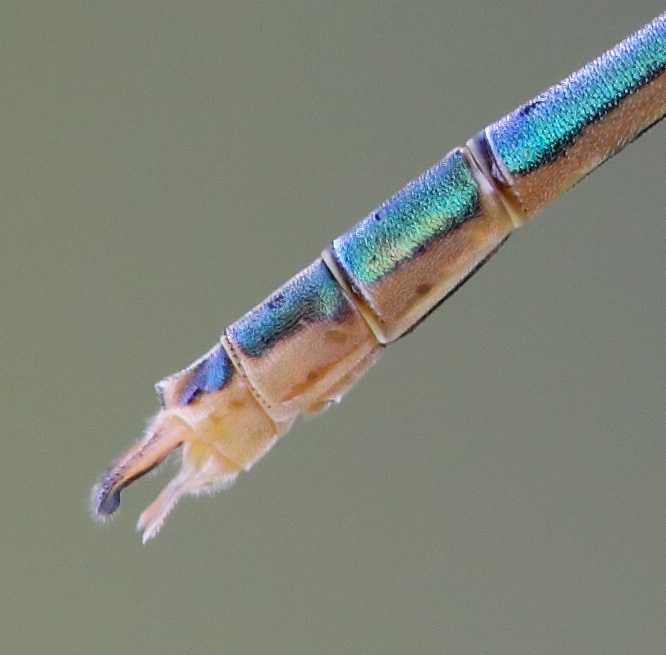 Lestes sponsa femmina?