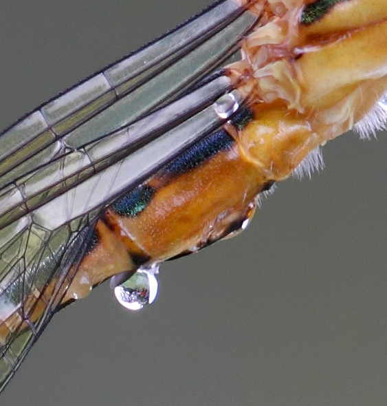 Lestes sponsa femmina?