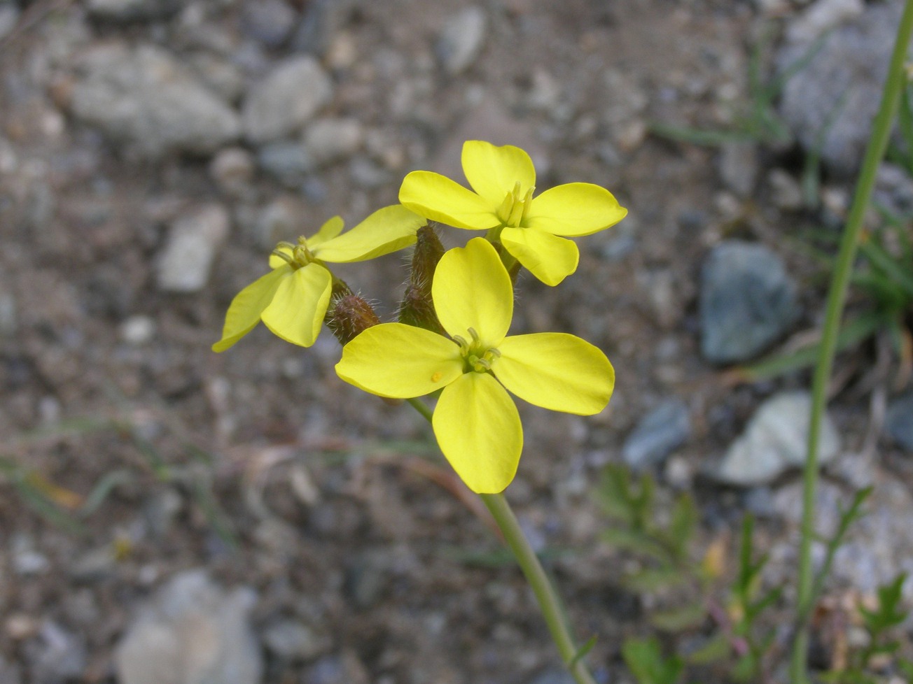 crucifera  - Coincya monensis