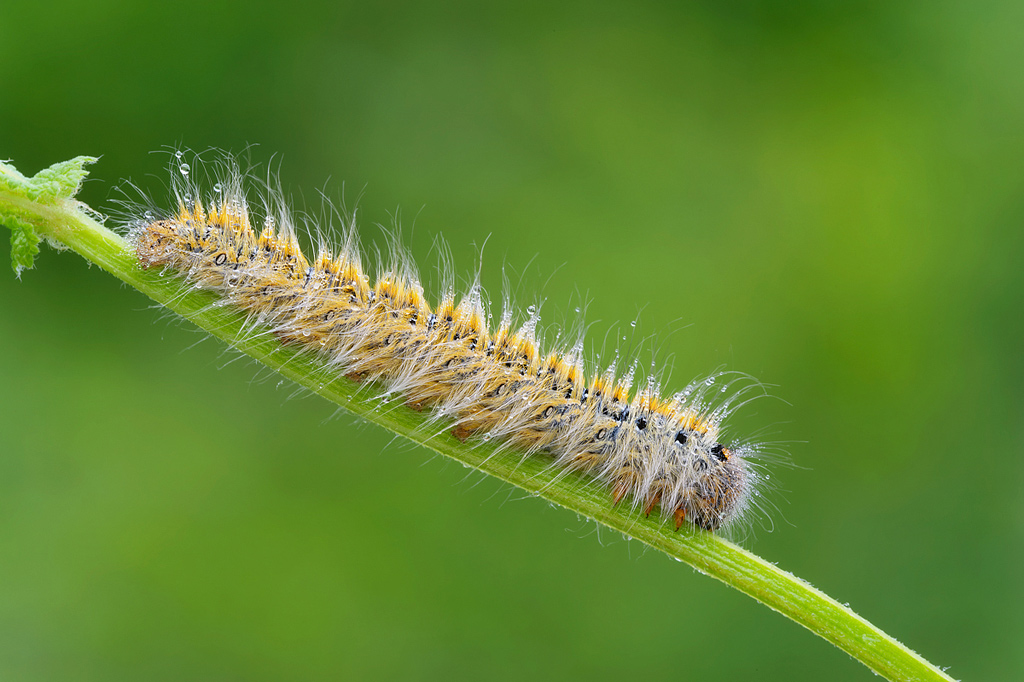 Aiuto identificazione