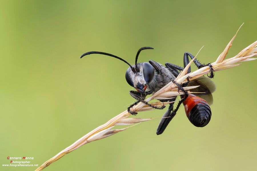 Sphecidae (Prionyx sp.)