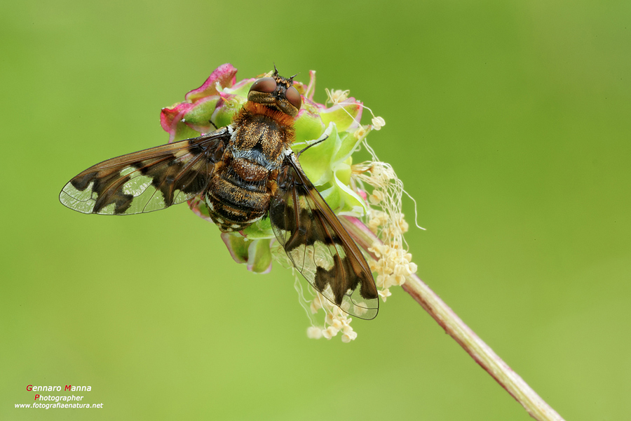 Bombylidae