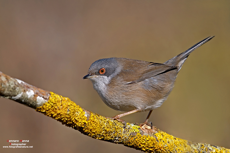 Occhiocotto (Sylvia melanocephala)