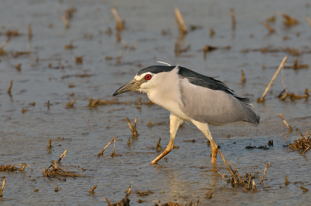 Nitticora (Nycticorax nycticorax)