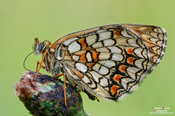 Melitaea athalia