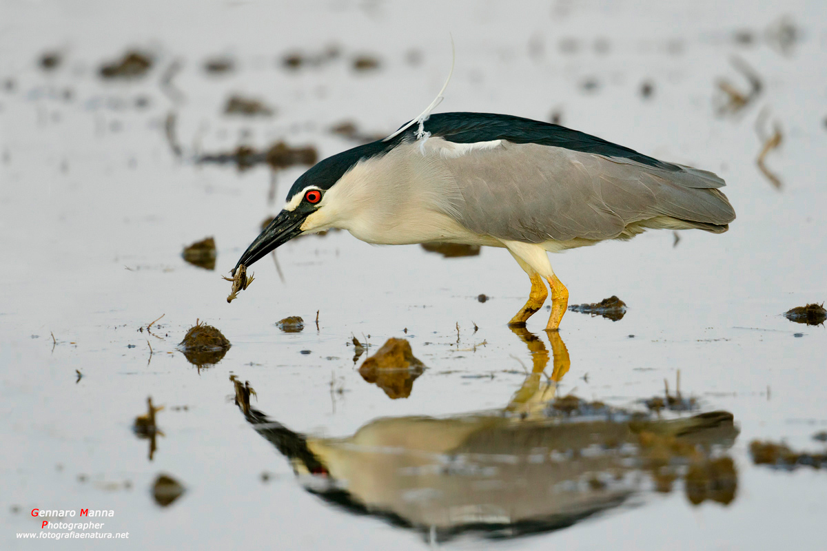 Nitticora (Nycticorax nycticorax)