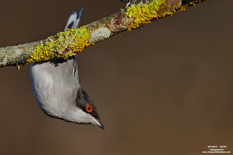 Occhiocotto (Sylvia melanocephala)