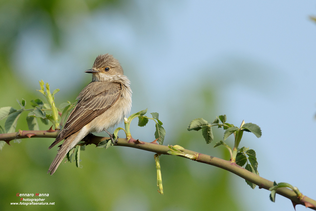 Pigliamosche (Muscicapa striata)