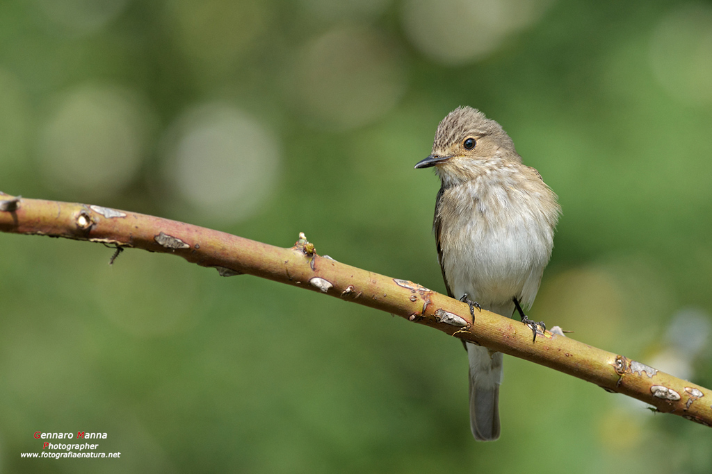 Pigliamosche (Muscicapa striata)