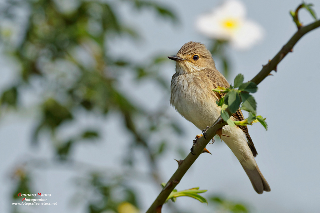 Pigliamosche (Muscicapa striata)