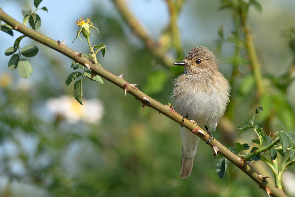 Pigliamosche (Muscicapa striata)