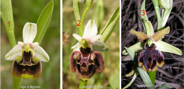 Ophrys da determinare