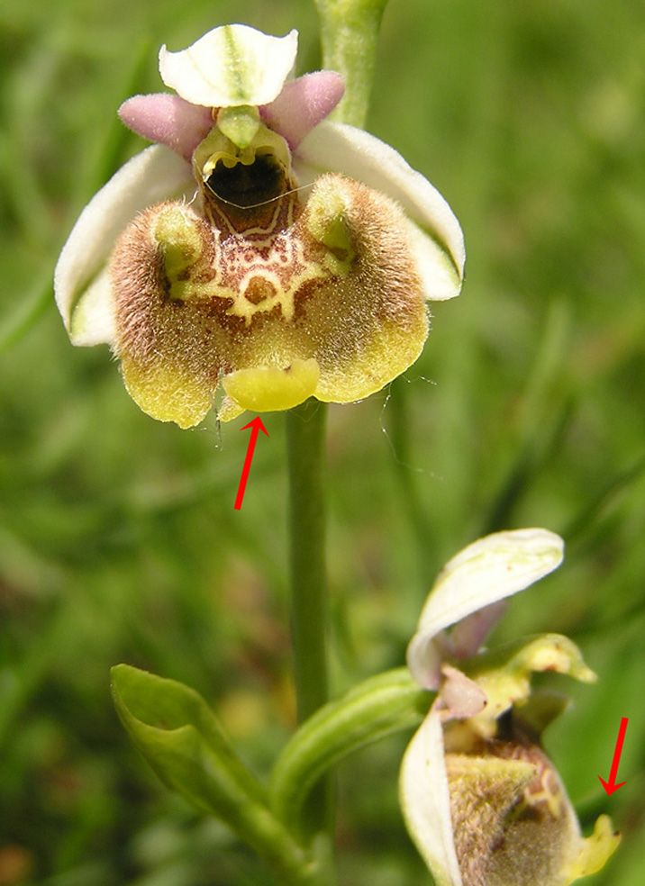 Ophrys