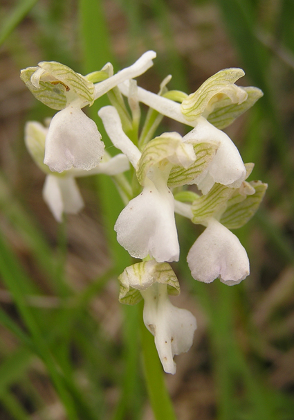 Orchidea da determinare