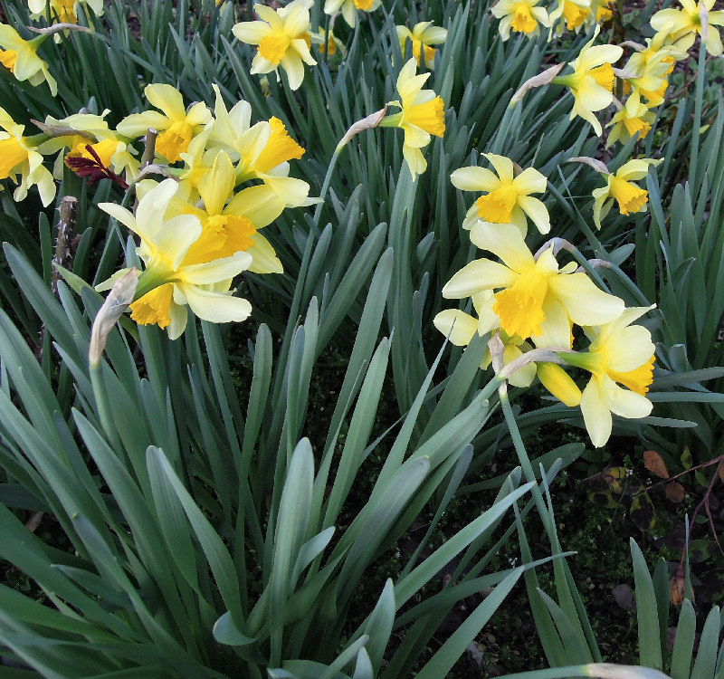 cuticola di tepalo di Narcissus sp.