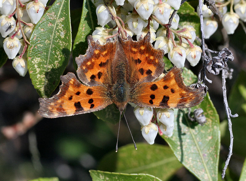 da identificare - Polygonia c-album