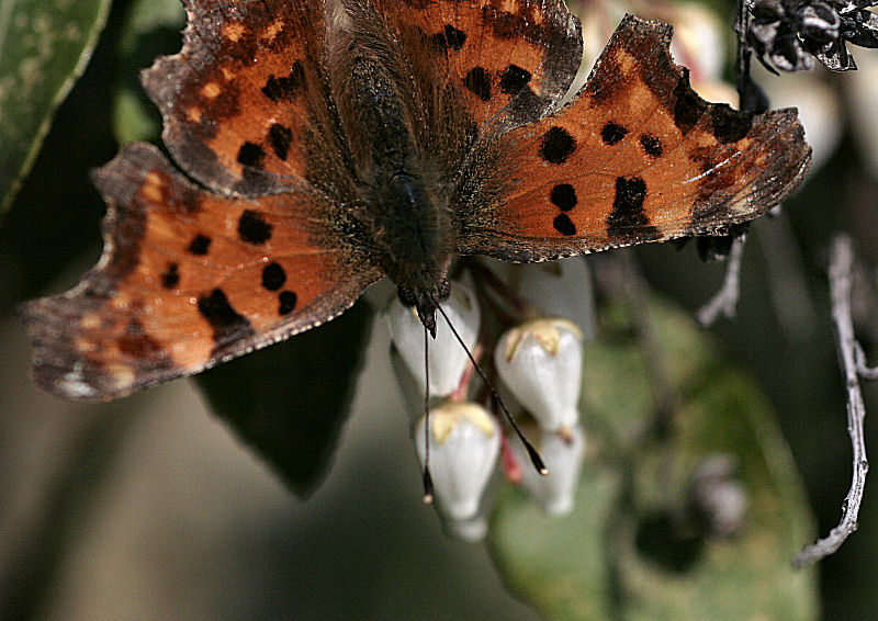 da identificare - Polygonia c-album