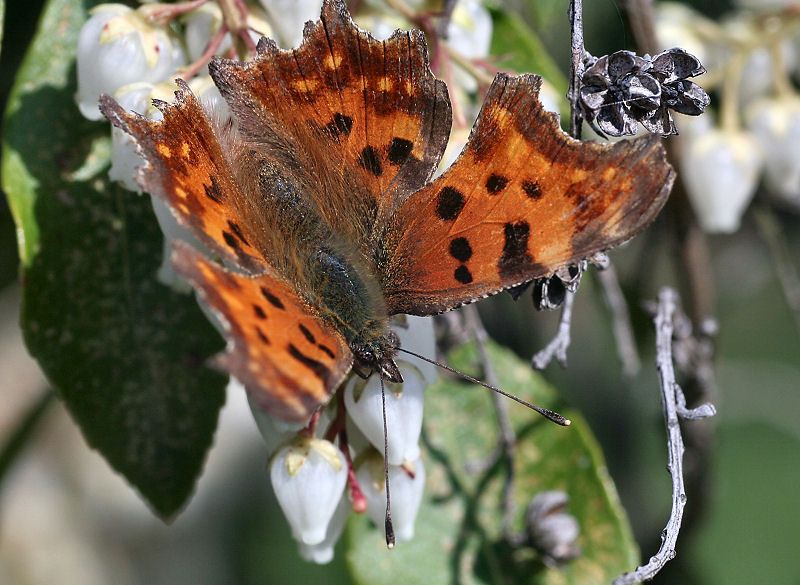 da identificare - Polygonia c-album