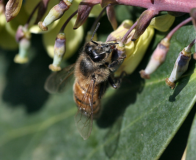 Apis mellifera