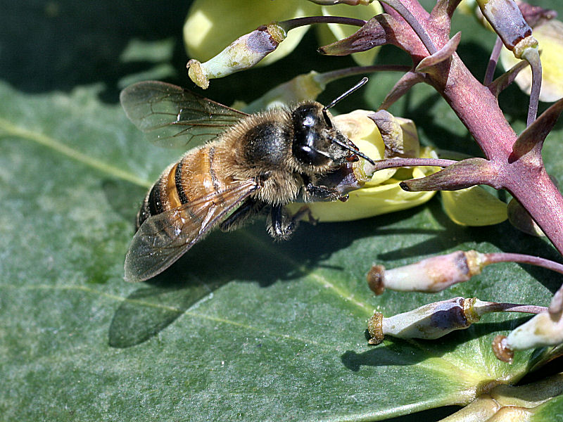 Apis mellifera