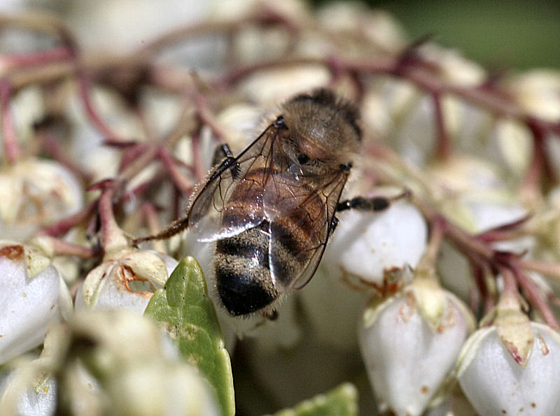 Apis mellifera