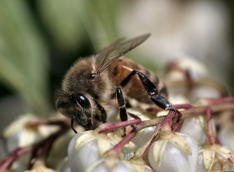 Apis mellifera