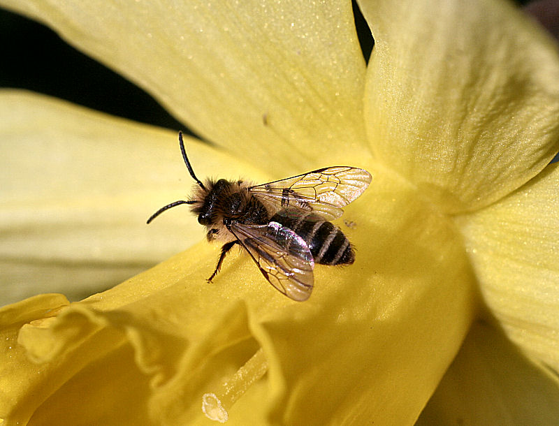 altro piccolo imenottero: Andrena sp.  (Apidae Andreninae)