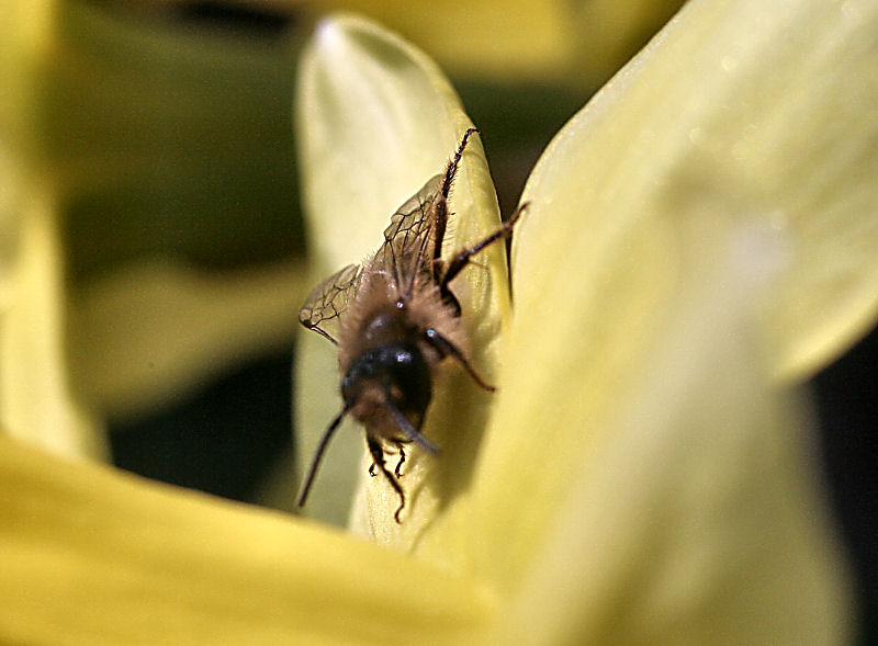 altro piccolo imenottero: Andrena sp.  (Apidae Andreninae)