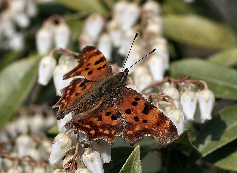 da identificare - Polygonia c-album