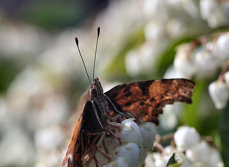 da identificare - Polygonia c-album