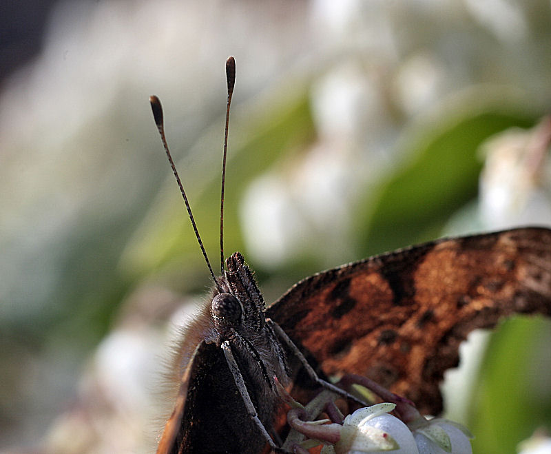 da identificare - Polygonia c-album