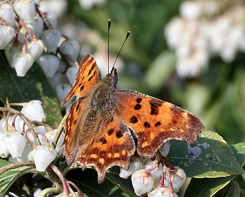 da identificare - Polygonia c-album