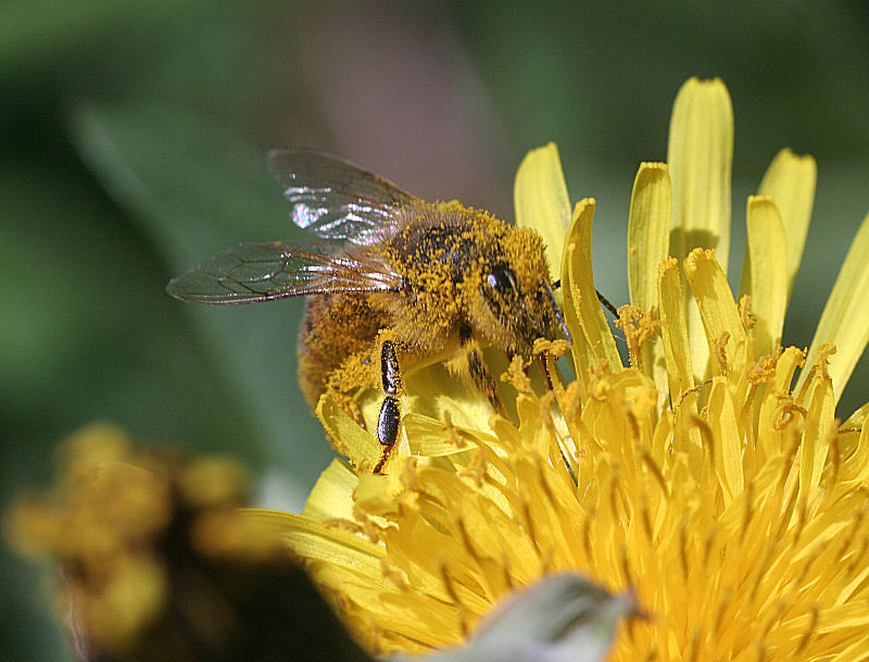 Apis mellifera sporca di polline