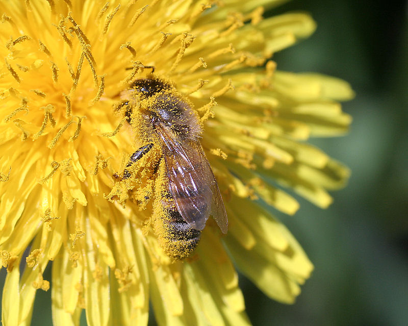 Apis mellifera sporca di polline