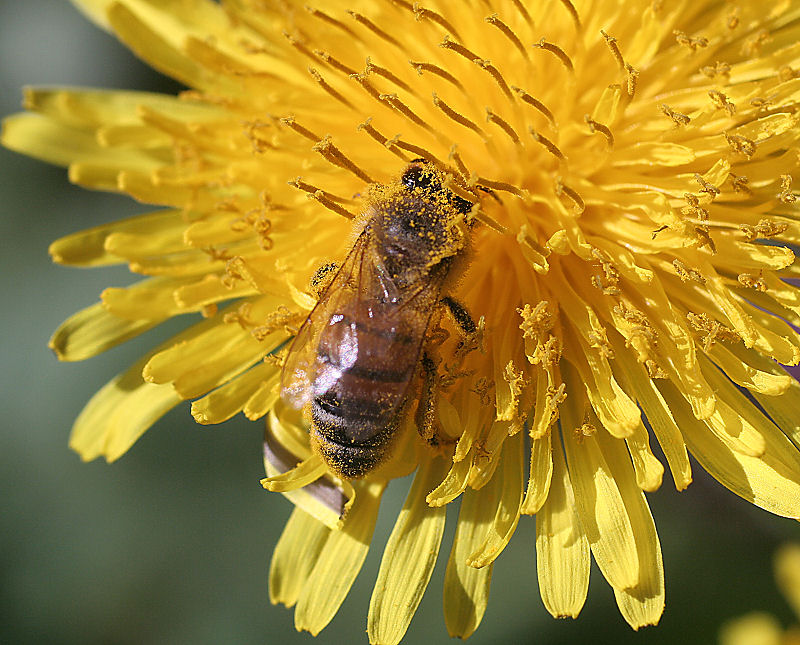 Apis mellifera sporca di polline