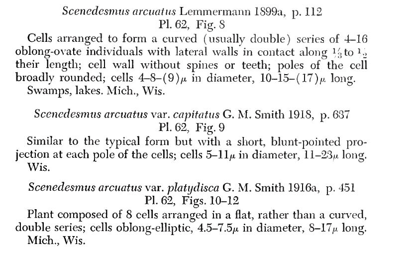 Scenedenesmus arcuatus