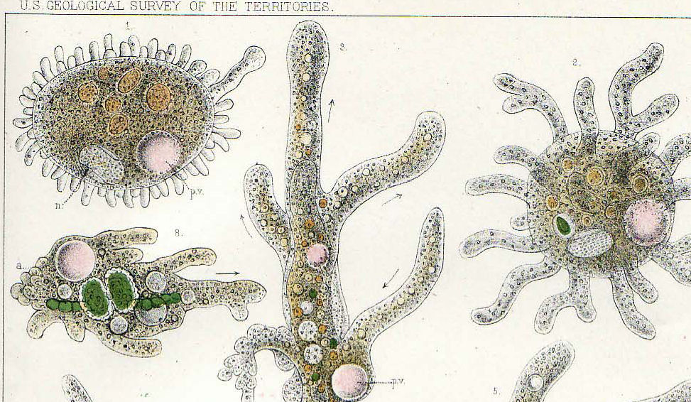 Amoeba verrucosa