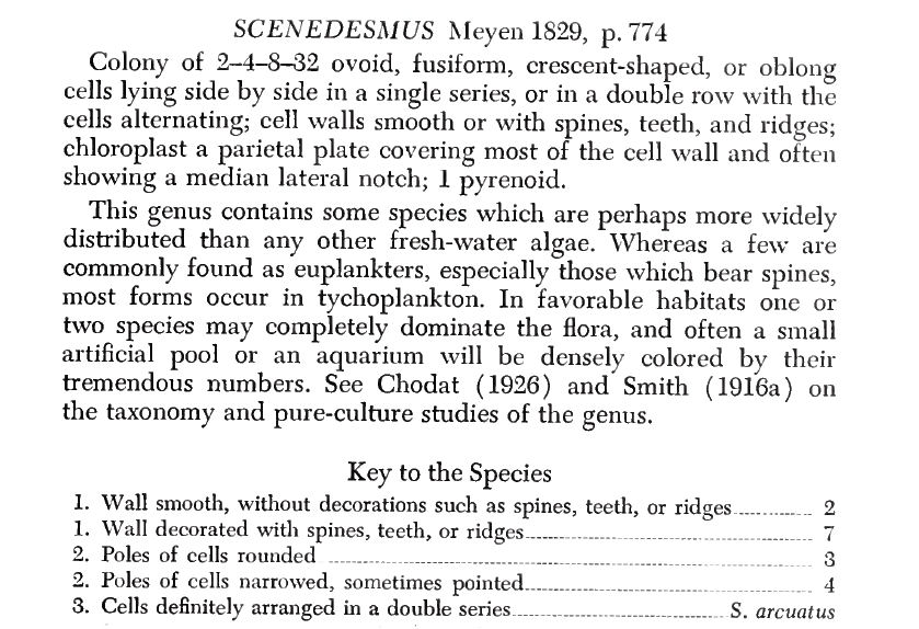 Scenedenesmus arcuatus