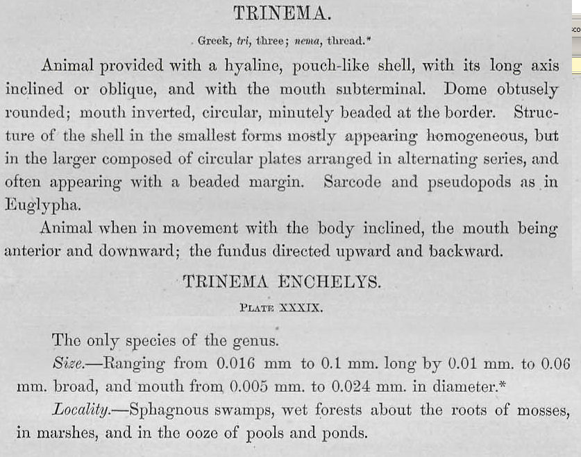 tecameba  - Trinema enchelys