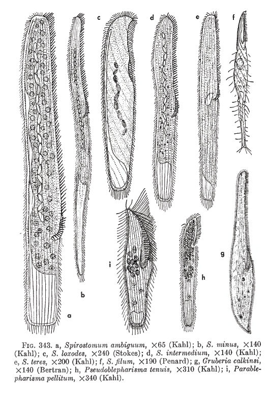 non Pseudoblepharisma ma Spiristomum sp.