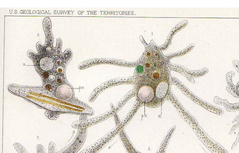 Amoeba verrucosa