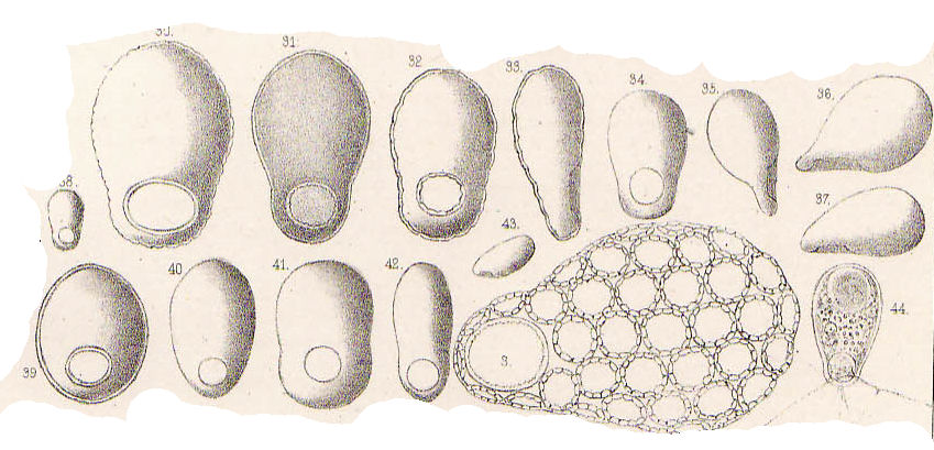 tecameba  - Trinema enchelys