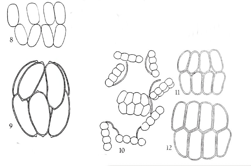 Scenedenesmus arcuatus