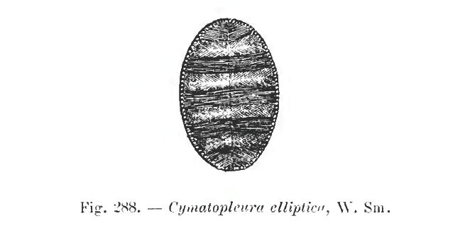 Cymatopleura elliptica