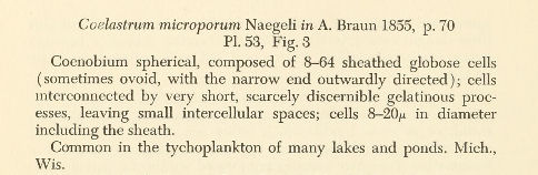 Pandorina sp.