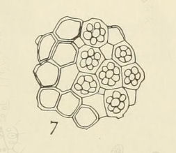 Pandorina sp.