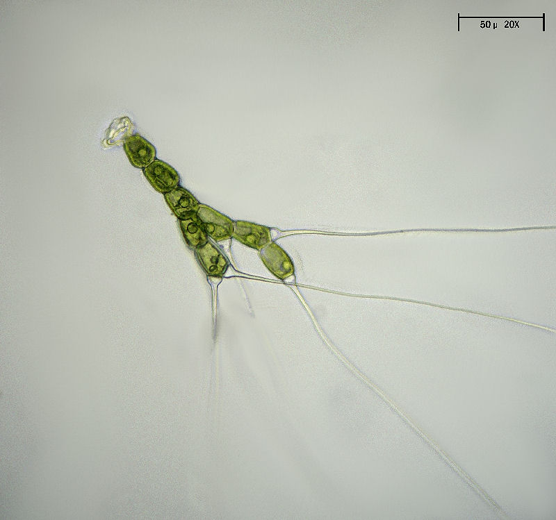 Bulbochaete sp.